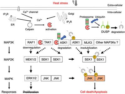 Hyperthermia-mediated cell death via deregulation of extracellular signal-regulated kinase and c-Jun NH2-terminal kinase signaling